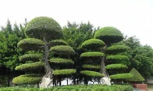 枝繁叶茂花卉苗木有哪些？如何选择适合的品种？