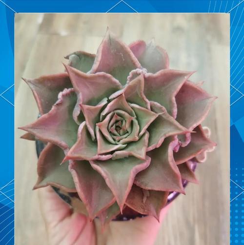水位适合摆什么植物？如何选择适合水位的植物？