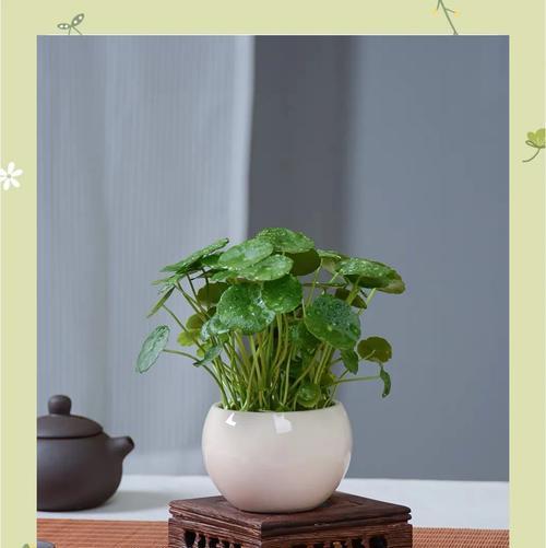 水位适合摆什么植物？如何选择适合水位的植物？