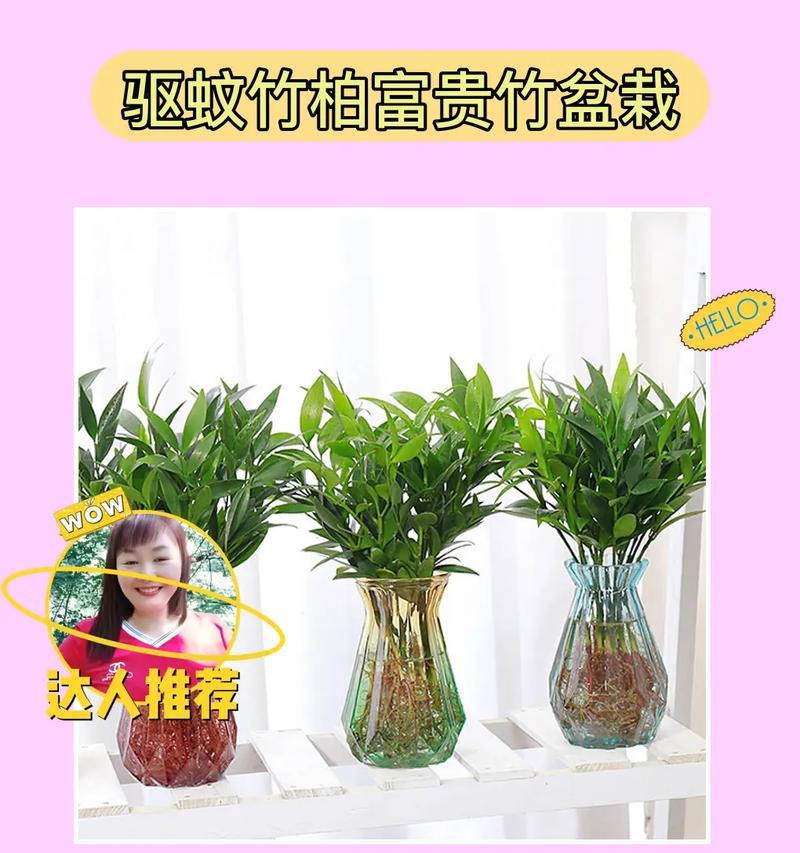 哪些小盆栽适合室内摆放？小盆栽植物的好处是什么？