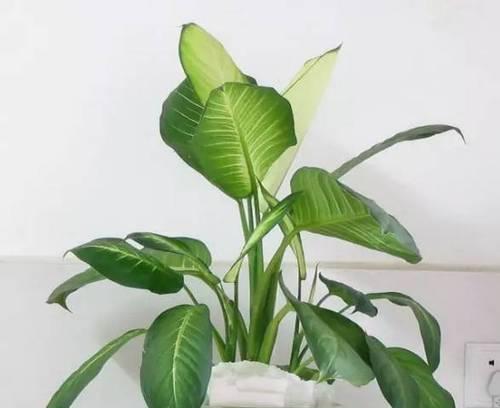 哪些小盆栽适合室内摆放？小盆栽植物的好处是什么？