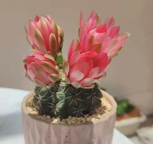 容易养爆盆的2种花卉有哪些？如何正确养护这些花卉？
