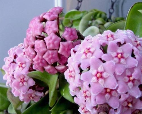 容易养爆盆的2种花卉有哪些？如何正确养护这些花卉？