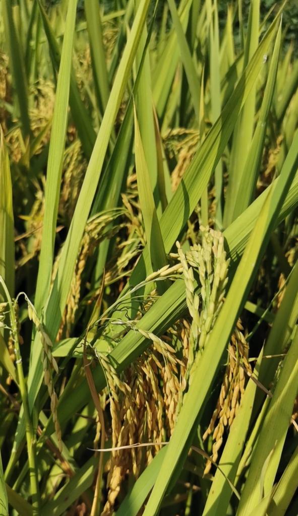 艾青这种植物是什么？它有哪些独特之处？