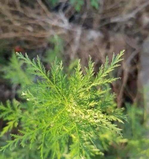 艾青这种植物是什么？它有哪些独特之处？