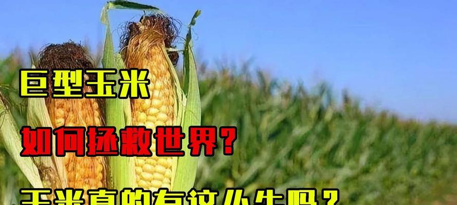 巨型玉米植物有哪些？它们的生长条件和特点是什么？
