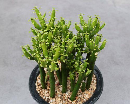 珊瑚丛生之处有哪些植物？它们的生长环境如何？