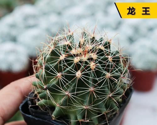 龙王植物的材料包括哪些？