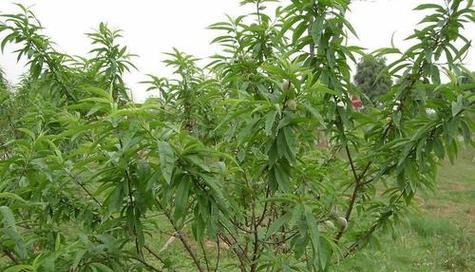 枸桃树的人工种植方法是什么？如何保证成活率？