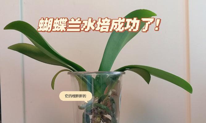 王者植物如何配对？配对成功的秘诀是什么？