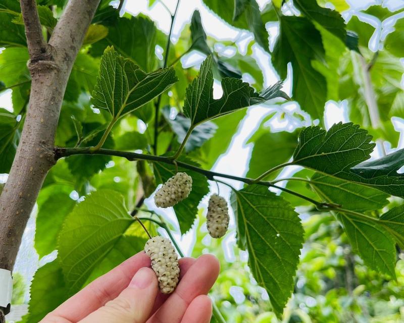 桑科植物有哪些？它们的共同特征是什么？