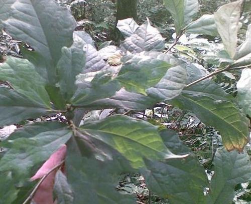 桑科植物有哪些？它们的共同特征是什么？