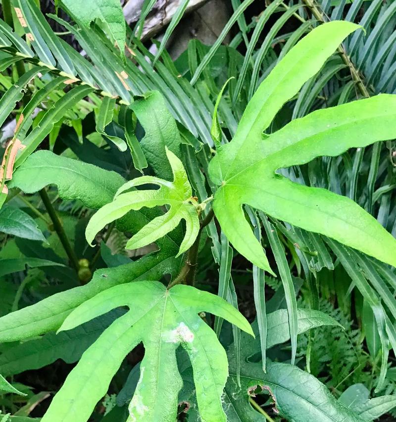 桑科植物有哪些？它们的共同特征是什么？