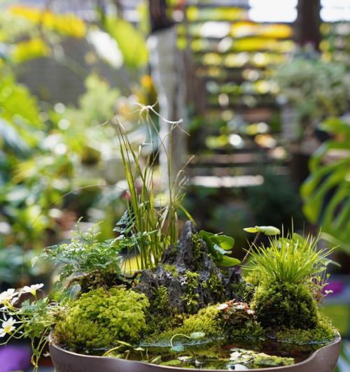 植物缸适合种植哪些植物？如何选择最佳植物？