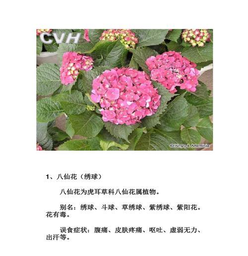 哪些常见植物含有毒素？如何安全地养护这些植物？