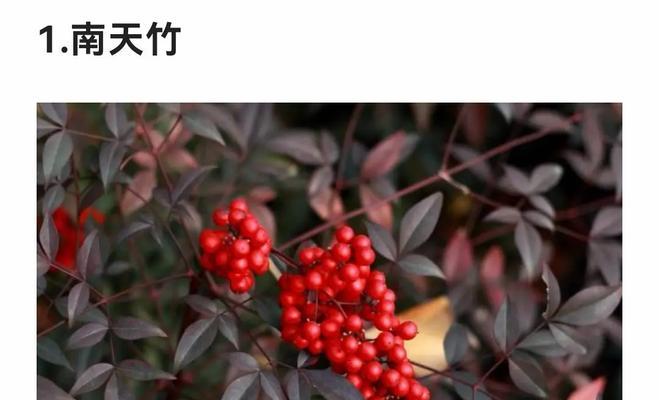 哪些常见植物含有毒素？如何安全地养护这些植物？
