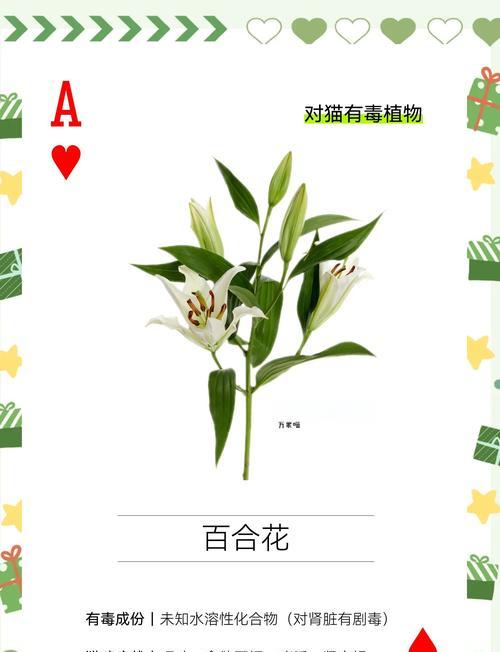 哪些常见植物含有毒素？如何安全地养护这些植物？