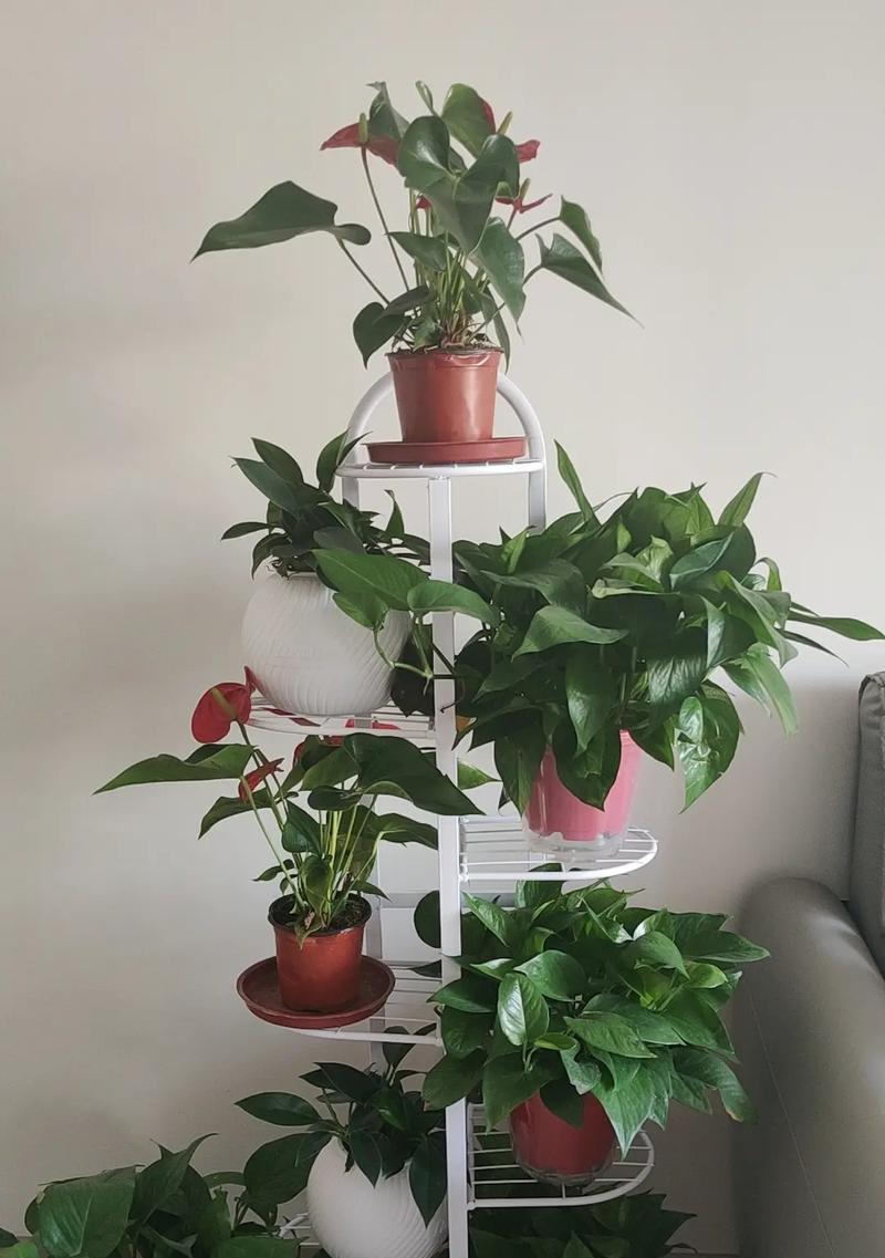家里适合摆放哪些植物？