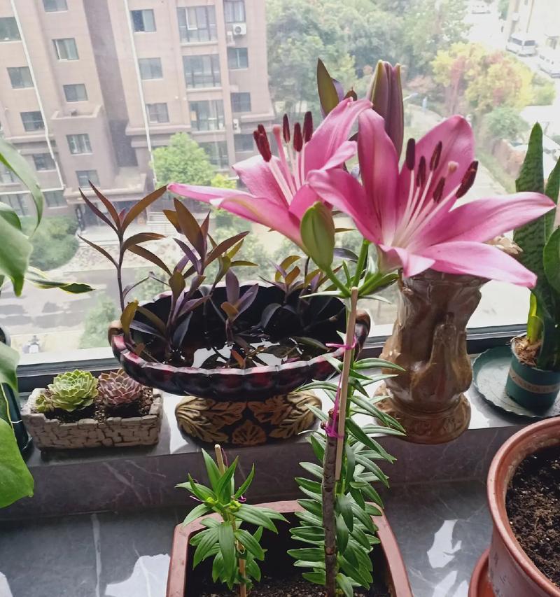 南方9月份哪些花卉会盛开？如何照料这些花卉？