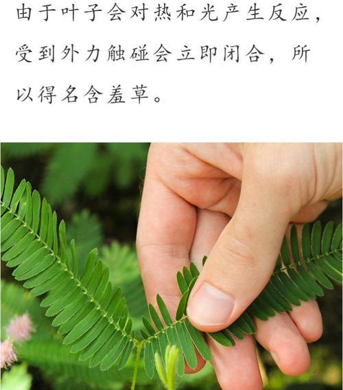 含蓄草适合哪种盆栽？种植时应注意哪些要点？