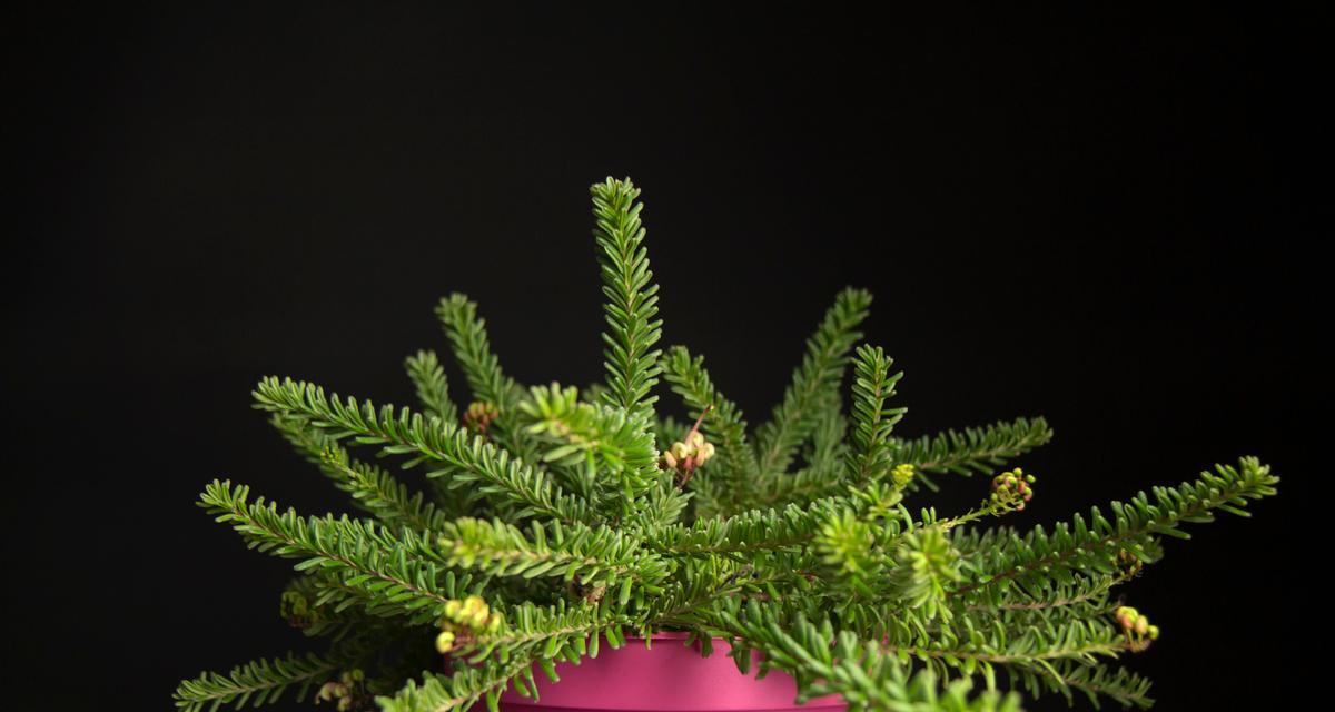 含蓄草适合哪种盆栽？种植时应注意哪些要点？