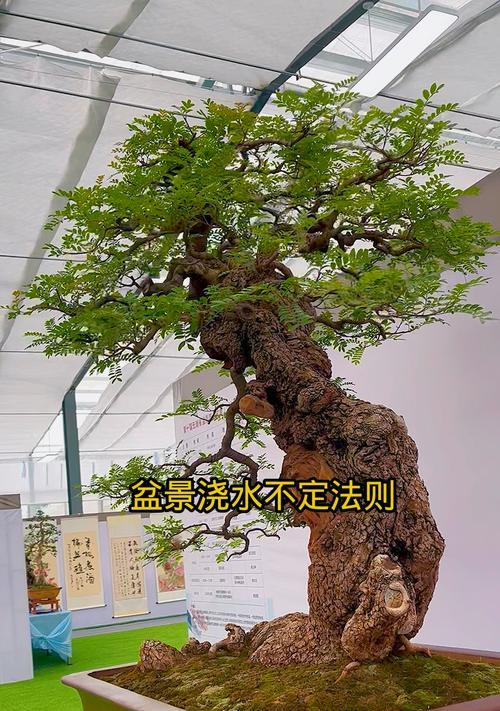 桩头植物盆景的养护技巧是什么？