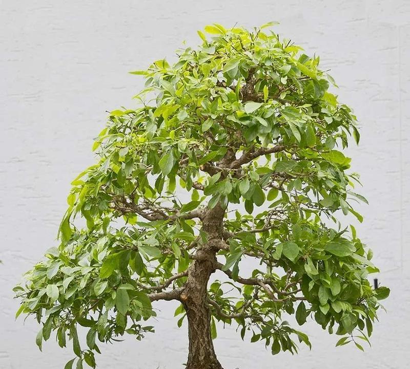 桩头植物盆景的养护技巧是什么？