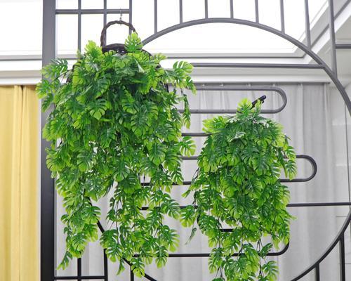 稀有藤条植物有哪些？它们各自的特点是什么？