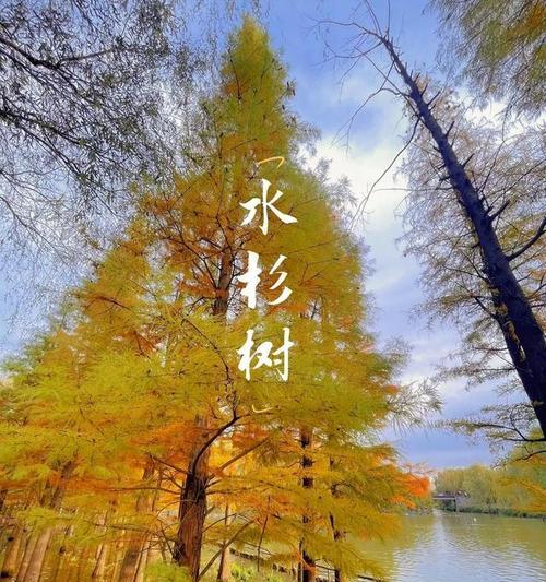 水杉是一种怎样的植物？喂水杉有什么特别的注意事项？