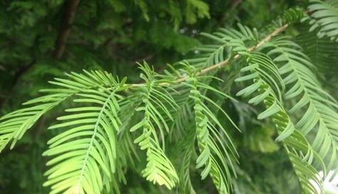 水杉是一种怎样的植物？喂水杉有什么特别的注意事项？