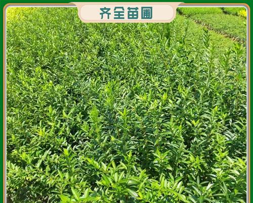 哪些植物生长速度最快？
