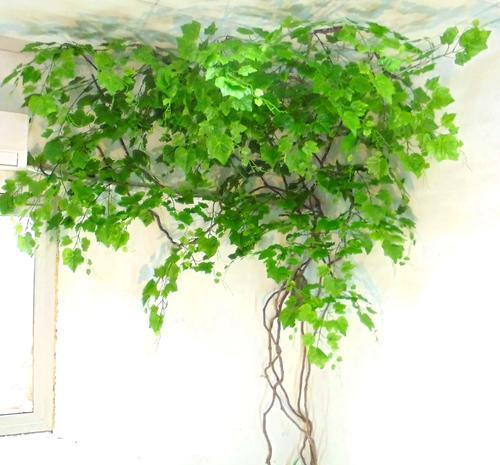 哪些藤蔓植物容易造型？它们的特点是什么？
