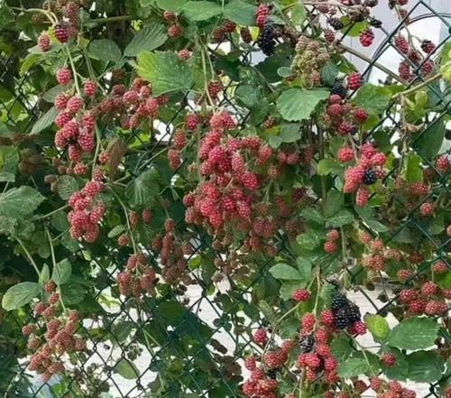 哪些爬墙植物最容易养护？它们的养护技巧是什么？