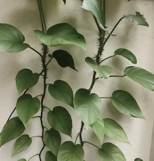 哪些爬墙植物最容易养护？它们的养护技巧是什么？