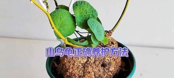 山乌龟植物的正确养护方法是什么？它有哪些特殊需求？