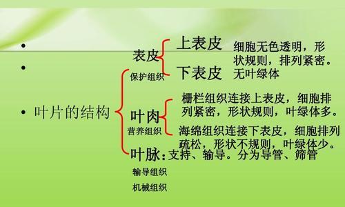 植物组织的定义是什么?它在植物中起什么作用?