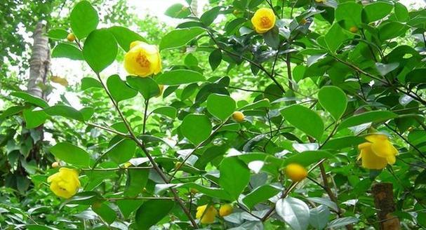 真的有植物可以挖到黄金吗？哪些植物与黄金挖掘有关？