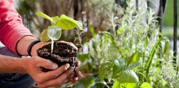 花卉和植物多久施肥一次为宜？施肥时应注意哪些问题？
