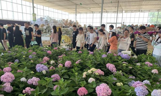 永清花卉市场有哪些特色花卉？购买时应注意什么？