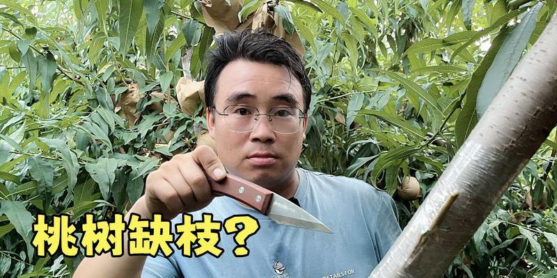 桃树嫁接主干的修剪技巧是什么？修剪后如何促进生长？