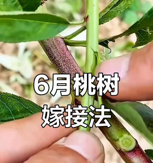 桃树嫁接主干的修剪技巧是什么？修剪后如何促进生长？