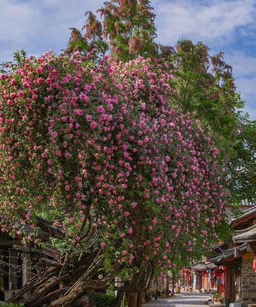 哪些花卉适合爬藤造型？它们的养护方法是什么？