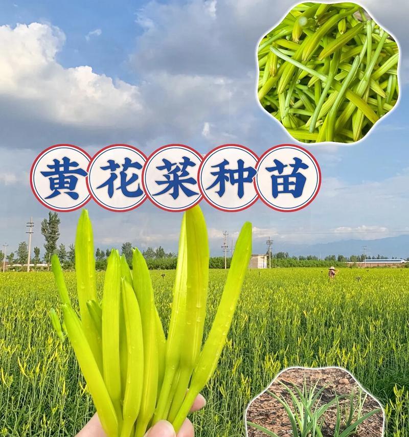 黄花菜是什么花卉类型？黄花菜的种植和养护方法是什么？