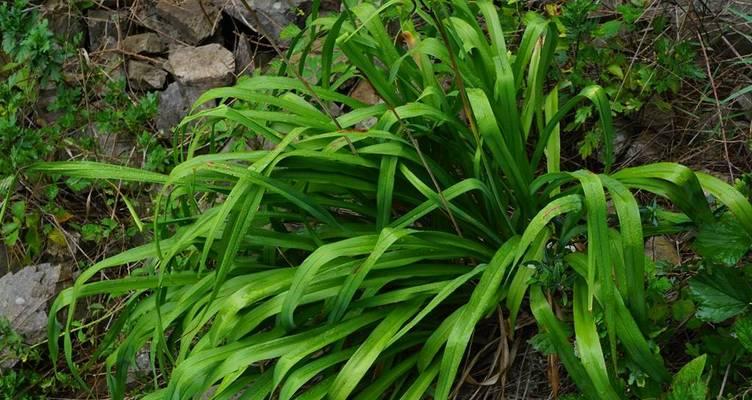 黄花菜是什么花卉类型？黄花菜的种植和养护方法是什么？