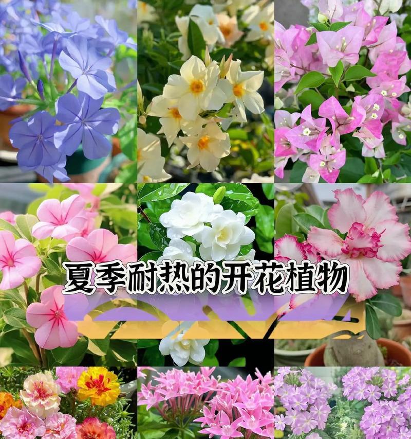 中大型花卉绿植有哪些选择？它们的生长环境要求是什么？