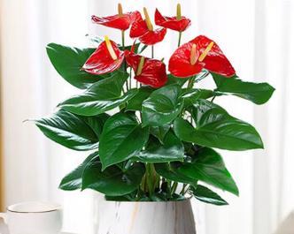 中大型花卉绿植有哪些选择？它们的生长环境要求是什么？