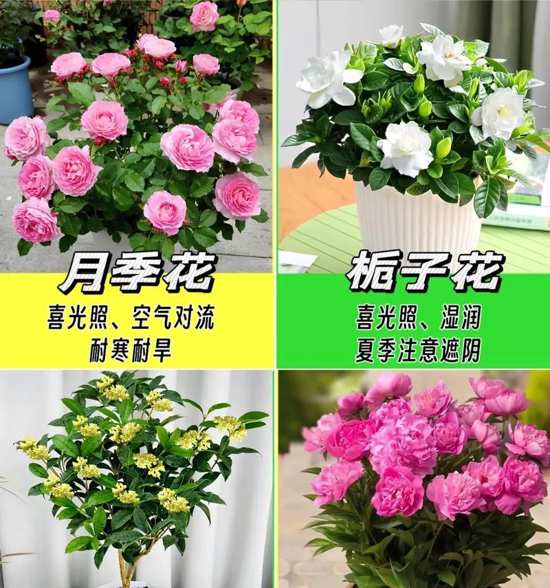 中大型花卉绿植有哪些选择？它们的生长环境要求是什么？