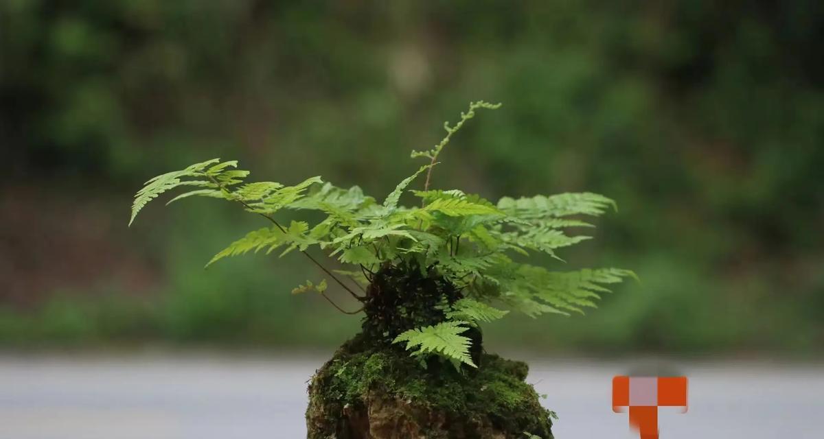 自吸水花盆适合哪些花卉植物？自吸水花盆的优势在哪里？