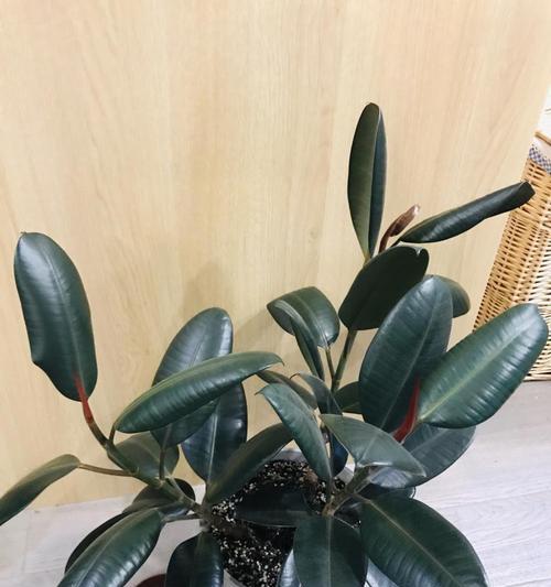叶子比较厚的是什么花卉？如何识别和养护？