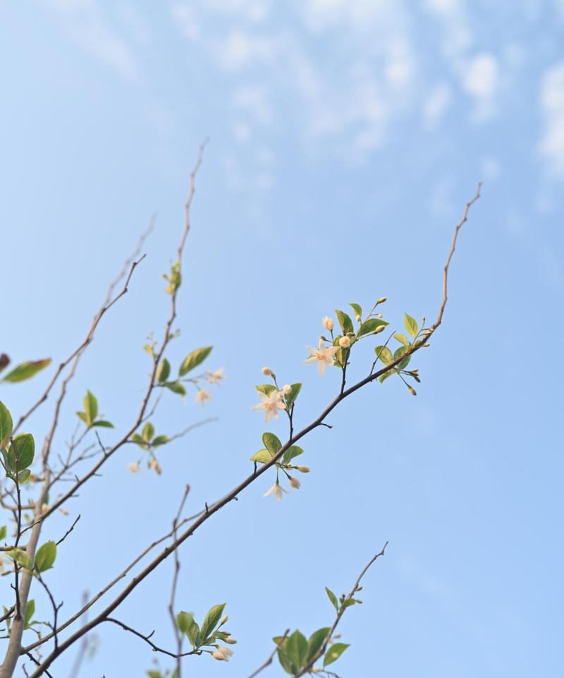 哪些花卉在野外容易存活？它们的生存秘诀是什么？